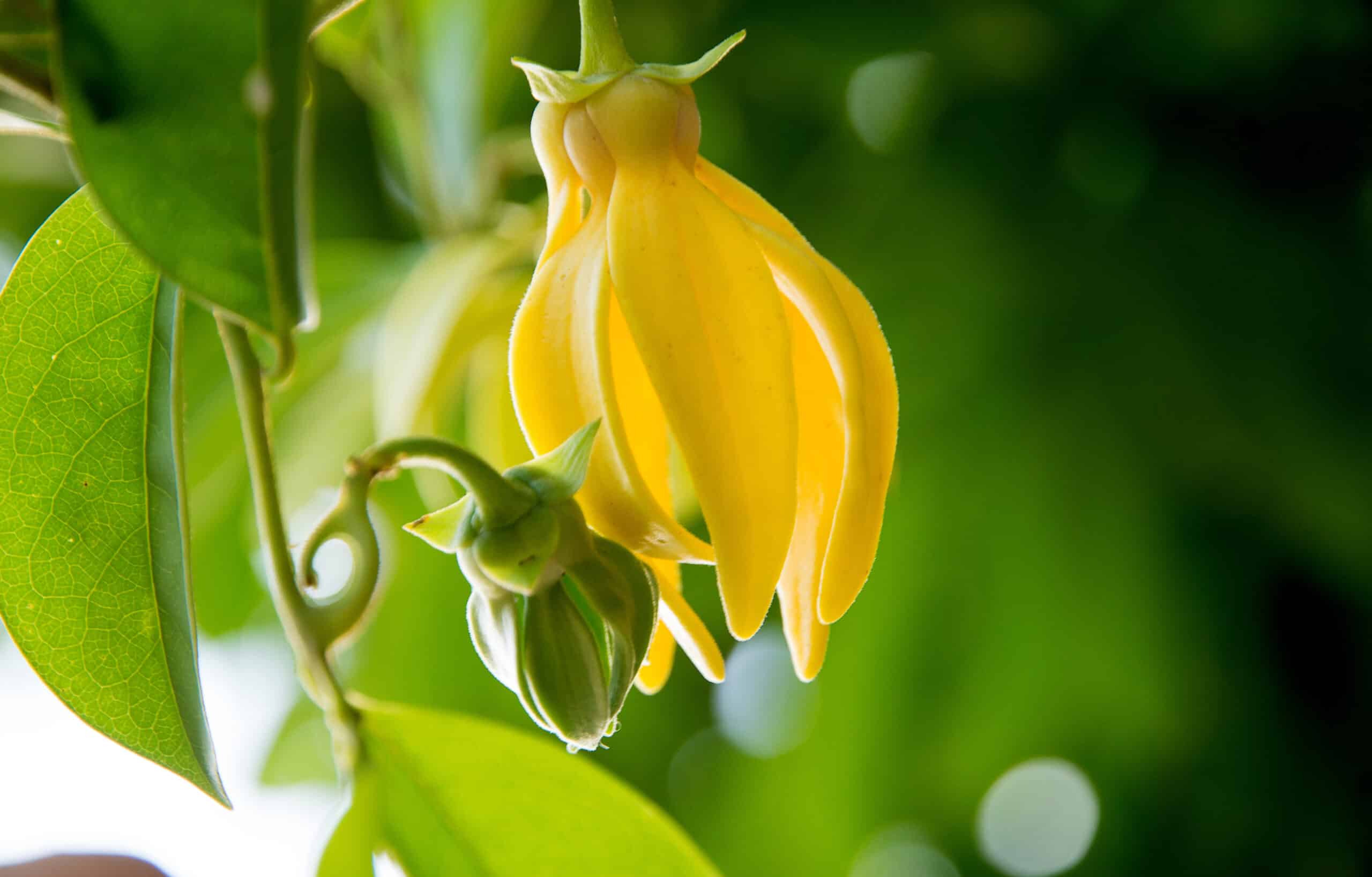 Clinique Ylang Ylang,clinique ylang ylang le port,clinique ylang ylang le port recrutement,clinique ylang ylang la réunion,centre rééducation ylang ylang,Clinique de réadaptation,Centre de Réadaptation Fonctionnelle,Réadaptation la réunion