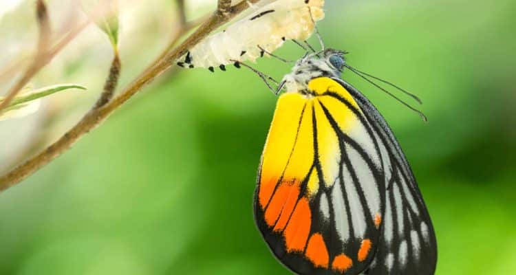 Le groupe de santé Revyva